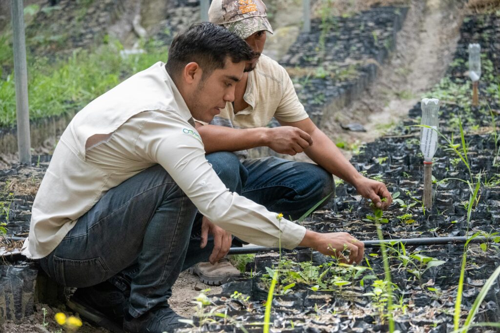 Two farmers carefully tend young plants in a nursery, promoting sustainable agriculture.